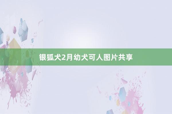 银狐犬2月幼犬可人图片共享